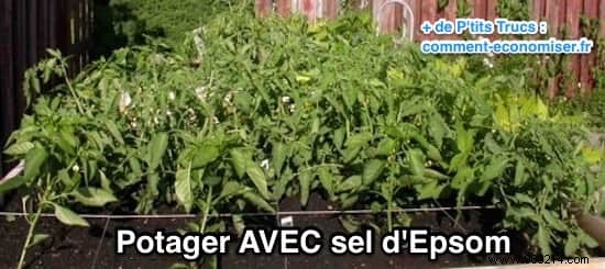 Why Epsom Salt Transforms My Garden and Vegetable Patch: Real Results from Years of Use