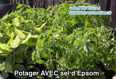 Why Epsom Salt Transforms My Garden and Vegetable Patch: Real Results from Years of Use