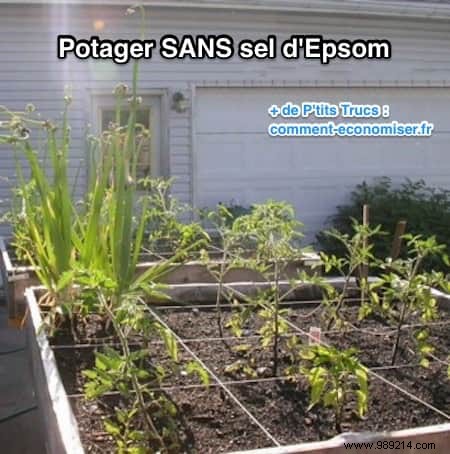 Why Epsom Salt Transforms My Garden and Vegetable Patch: Real Results from Years of Use