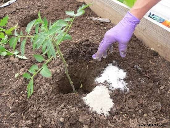 Why Epsom Salt Transforms My Garden and Vegetable Patch: Real Results from Years of Use