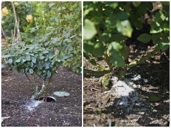 Why Epsom Salt Transforms My Garden and Vegetable Patch: Real Results from Years of Use