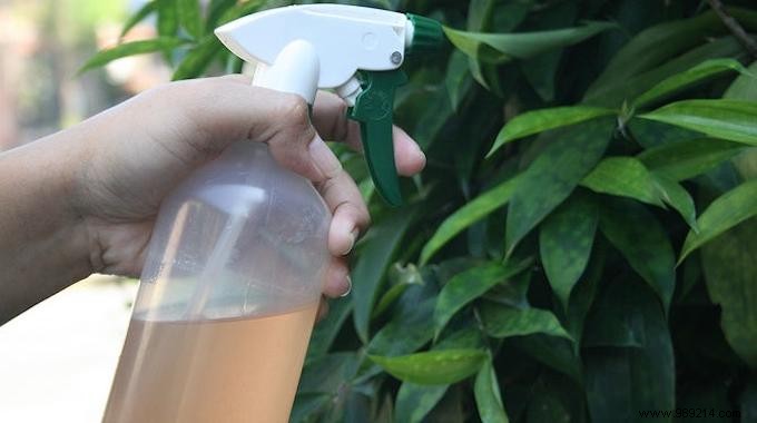 DIY Natural Bug Spray: Non-Toxic Recipe That Repels All Garden Pests