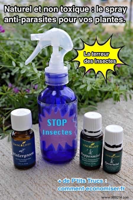 DIY Natural Bug Spray: Non-Toxic Recipe That Repels All Garden Pests