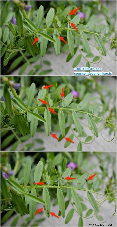 DIY Natural Bug Spray: Non-Toxic Recipe That Repels All Garden Pests