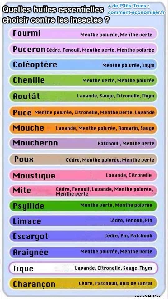 DIY Natural Bug Spray: Non-Toxic Recipe That Repels All Garden Pests