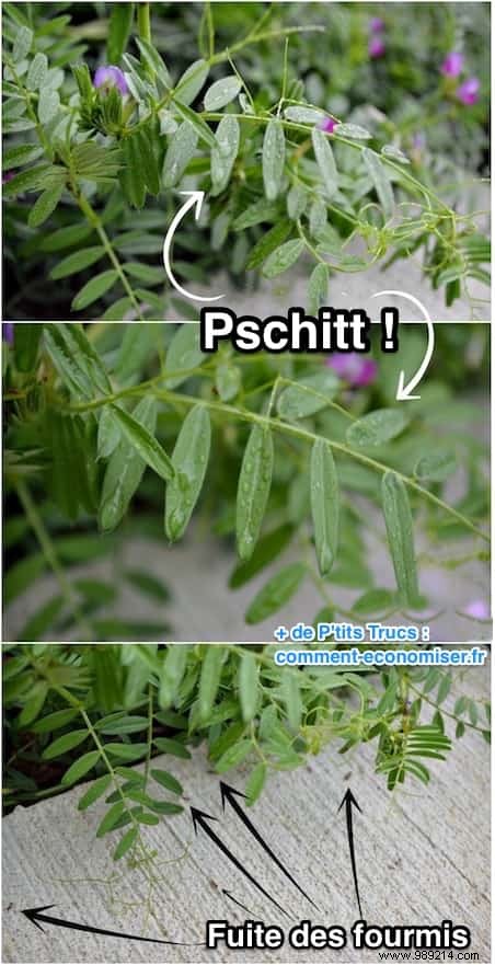 DIY Natural Bug Spray: Non-Toxic Recipe That Repels All Garden Pests