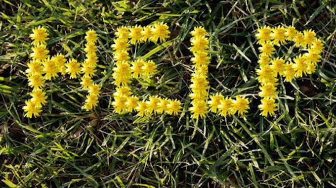 Natural Weed Killer: Use Leftover Potato Water for a Chemical-Free Garden
