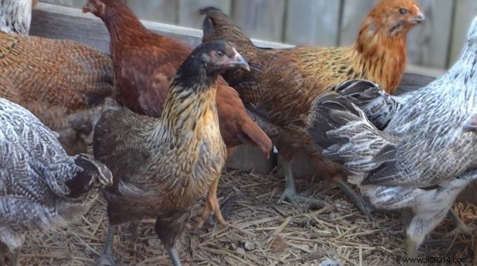 6 Proven Ways to Feed Your Backyard Chickens on a Budget – Real Tips from Years of Experience