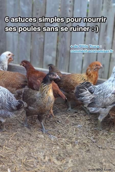 6 Proven Ways to Feed Your Backyard Chickens on a Budget – Real Tips from Years of Experience