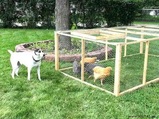6 Proven Ways to Feed Your Backyard Chickens on a Budget – Real Tips from Years of Experience