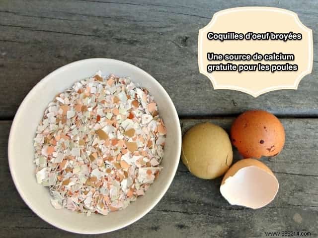 6 Proven Ways to Feed Your Backyard Chickens on a Budget – Real Tips from Years of Experience