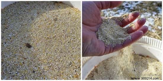 6 Proven Ways to Feed Your Backyard Chickens on a Budget – Real Tips from Years of Experience