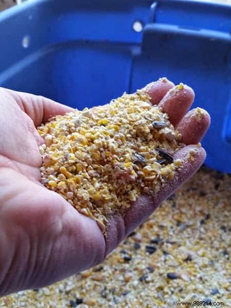 6 Proven Ways to Feed Your Backyard Chickens on a Budget – Real Tips from Years of Experience