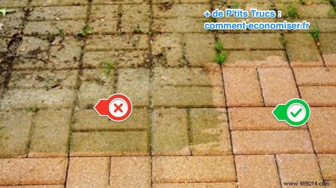 2 Proven Natural Tips to Remove Moss from Your Terrace – Gardener Approved