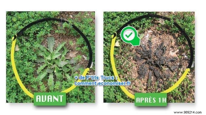 Natural Weed Killer: How White Vinegar Eradicates Garden Weeds Effectively