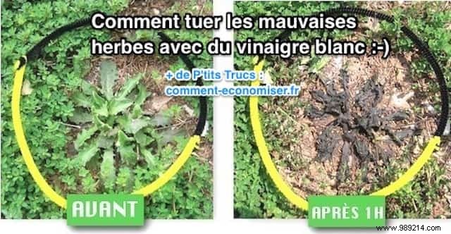 Natural Weed Killer: How White Vinegar Eradicates Garden Weeds Effectively