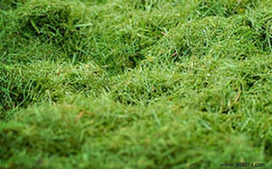 7 Best Homemade Garden Fertilizers: Natural Boosters from Kitchen Scraps