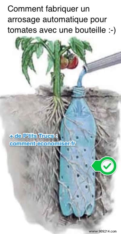 DIY Automatic Tomato Watering: Simple Bottle Hack for Consistent Moisture