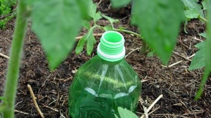 DIY Automatic Tomato Watering: Simple Bottle Hack for Consistent Moisture