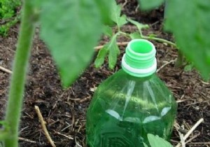 DIY Automatic Tomato Watering: Simple Bottle Hack for Consistent Moisture