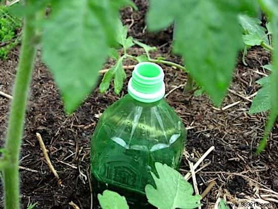 DIY Automatic Tomato Watering: Simple Bottle Hack for Consistent Moisture