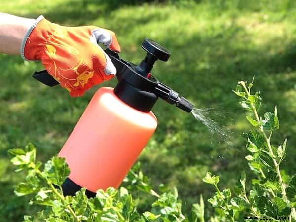 6 Proven Ways to Use Hydrogen Peroxide in Your Garden