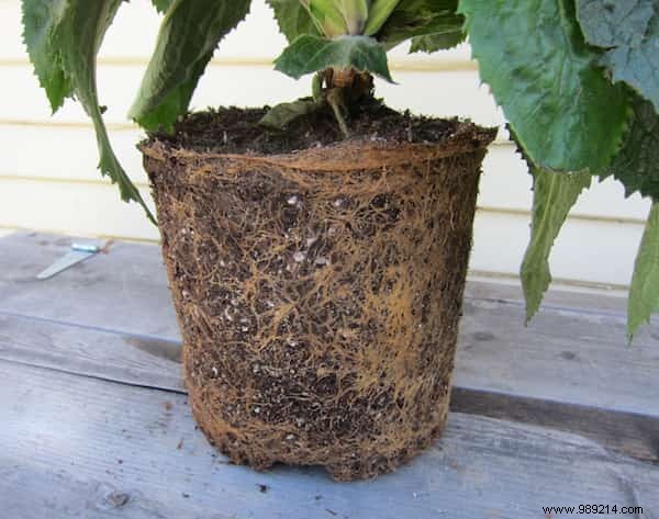 6 Proven Ways to Use Hydrogen Peroxide in Your Garden