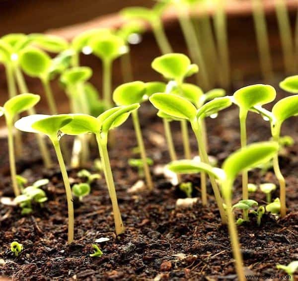 6 Proven Ways to Use Hydrogen Peroxide in Your Garden