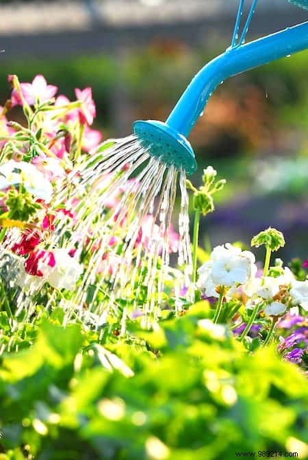 6 Proven Ways to Use Hydrogen Peroxide in Your Garden