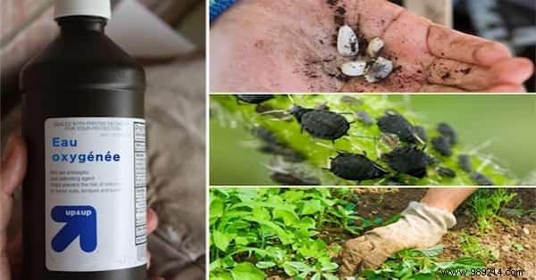 6 Proven Ways to Use Hydrogen Peroxide in Your Garden
