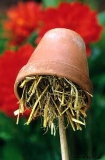 6 Proven Natural Traps to Eliminate Earwigs from Your Home and Garden