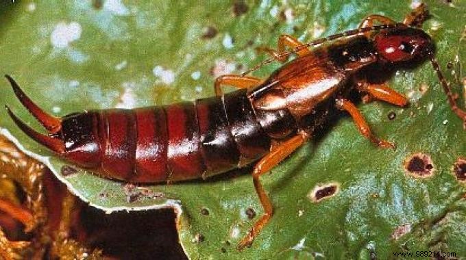 6 Proven Natural Traps to Eliminate Earwigs from Your Home and Garden
