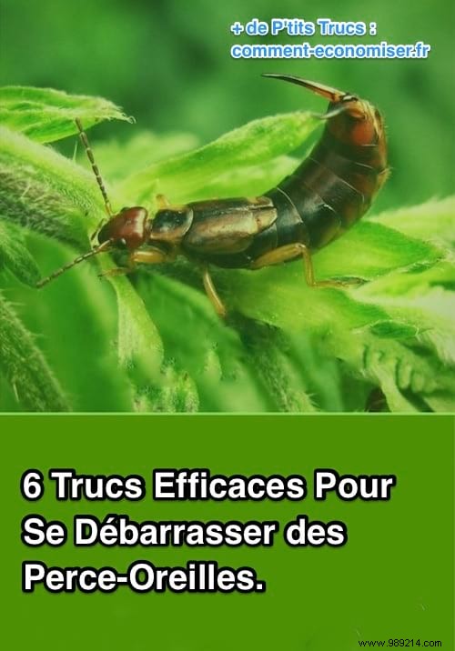 6 Proven Natural Traps to Eliminate Earwigs from Your Home and Garden
