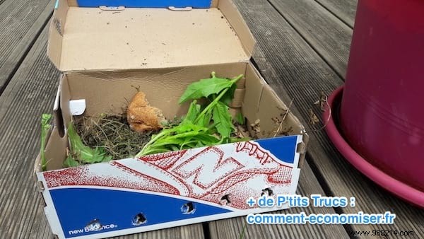 6 Proven Natural Traps to Eliminate Earwigs from Your Home and Garden