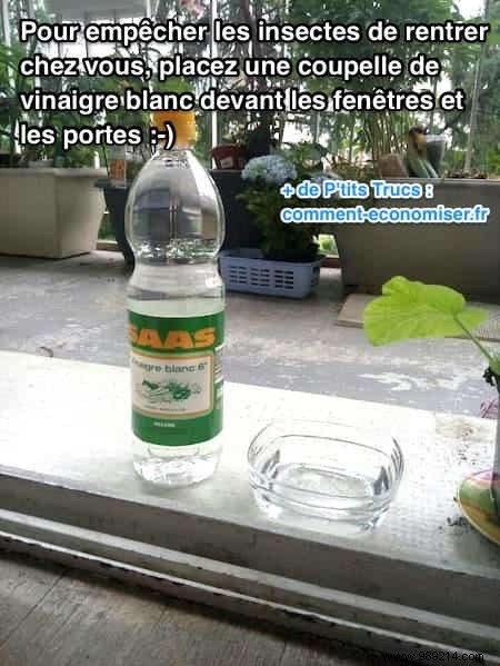 Keep Bugs Out of Your Home Naturally with White Vinegar