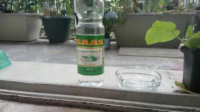 Keep Bugs Out of Your Home Naturally with White Vinegar