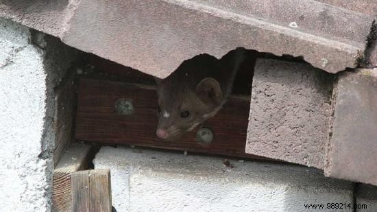 12 Proven, Humane Ways to Repel Weasels from Your Home, Attic, or Garden