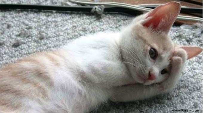 Quick Headache Relief: The Surprising Caffeine Boost in Cold Coke