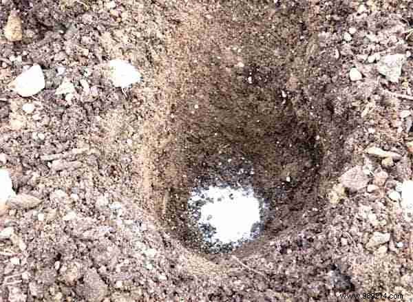 8 Proven Natural Ingredients to Supercharge Your Tomato Harvest