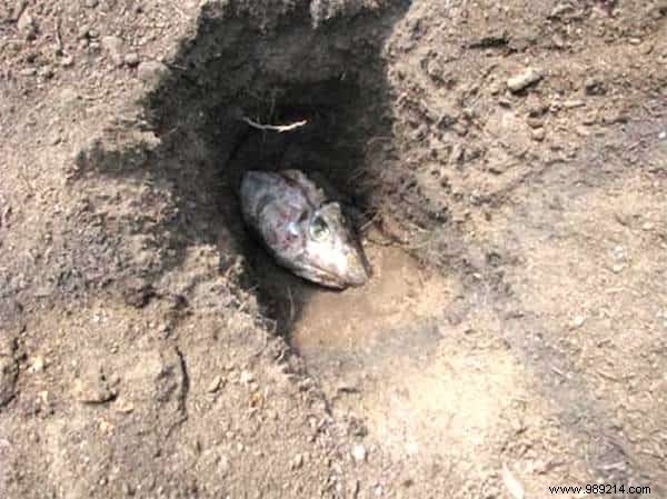 8 Proven Natural Ingredients to Supercharge Your Tomato Harvest