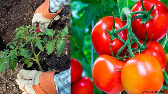 8 Proven Natural Ingredients to Supercharge Your Tomato Harvest