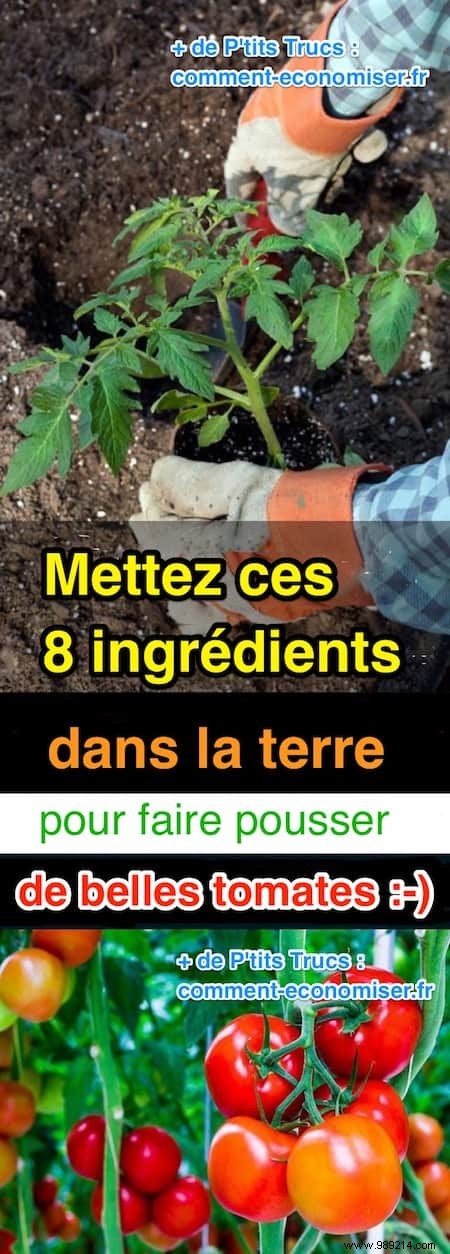 8 Proven Natural Ingredients to Supercharge Your Tomato Harvest