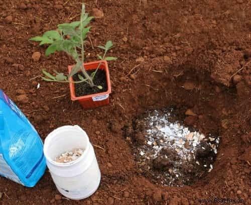 8 Proven Natural Ingredients to Supercharge Your Tomato Harvest