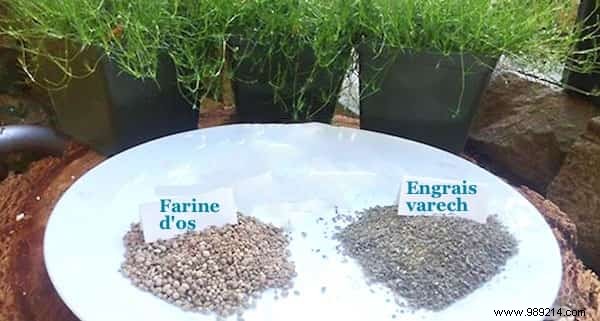 8 Proven Natural Ingredients to Supercharge Your Tomato Harvest