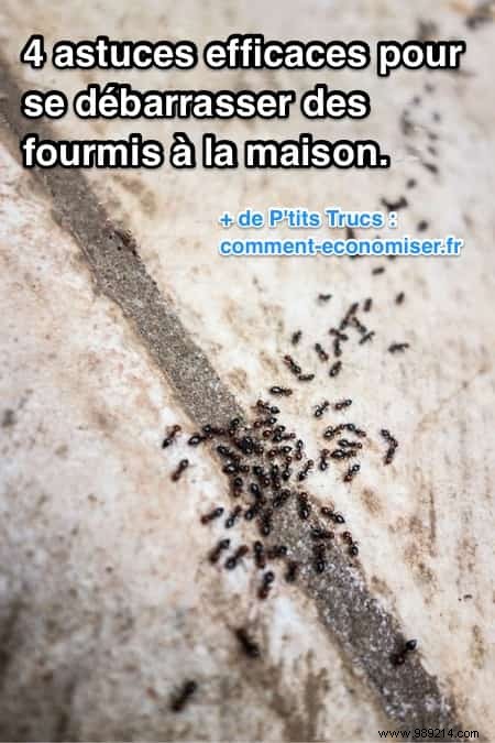 4 Proven Natural Ways to Banish Ants from Your Home Safely