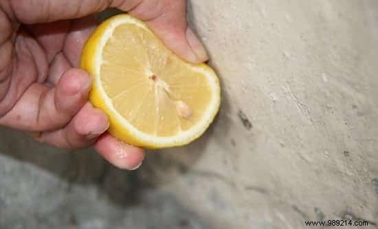 4 Proven Natural Ways to Banish Ants from Your Home Safely