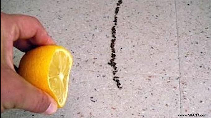 Keep Ants Out Naturally: The Proven Lemon Peel Repellent Method