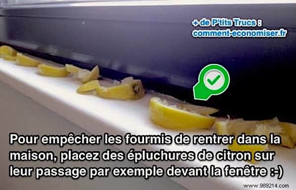 Keep Ants Out Naturally: The Proven Lemon Peel Repellent Method