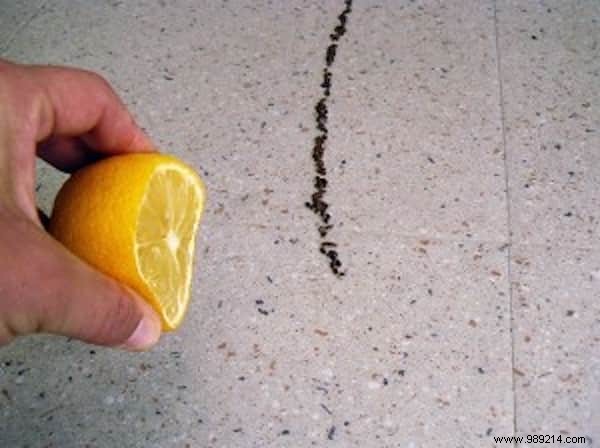 Keep Ants Out Naturally: The Proven Lemon Peel Repellent Method