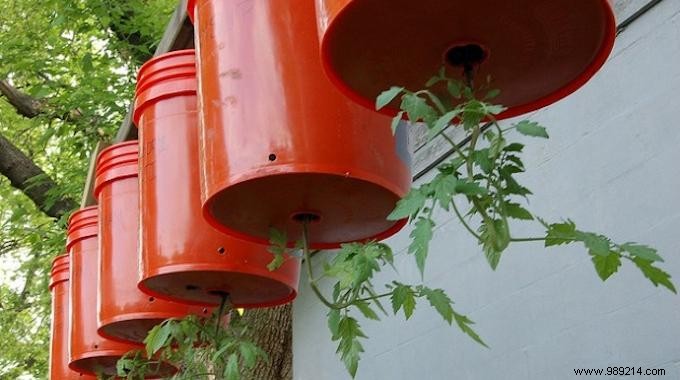 How to Grow Tomatoes Upside Down: Space-Saving Technique for Bigger Harvests